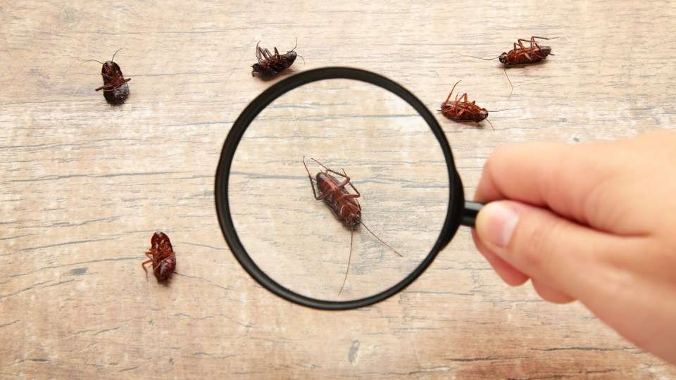 Cleaning Tips To Prevent Pests From Getting Inside Your House